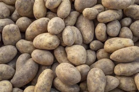 spunta aardappel